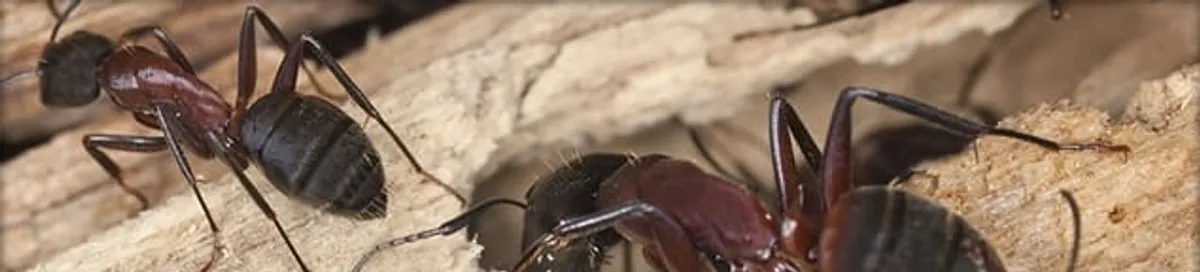 Close-up of ants on wood showing an active ant infestation in Dayton, OH