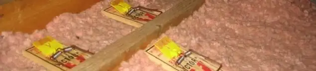 Mouse traps placed in an attic for rodent control in Dayton, OH