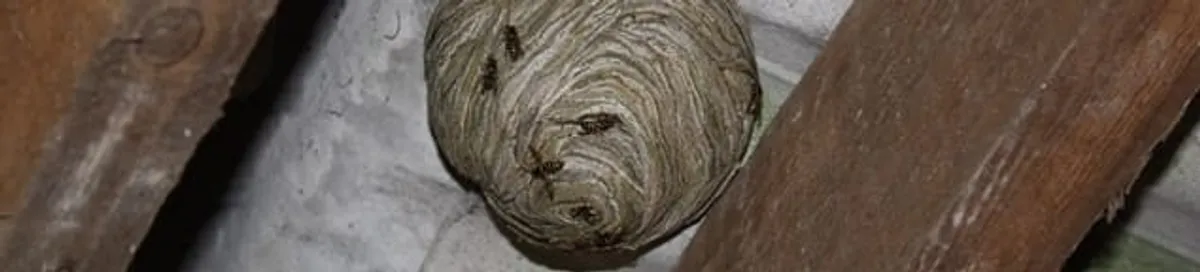 Wasp nest in an attic space, a common home infestation risk in Dayton, OH