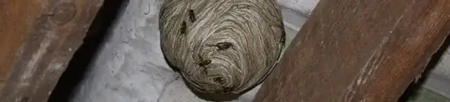 Wasp nest in an attic space, a common home infestation risk in Dayton, OH