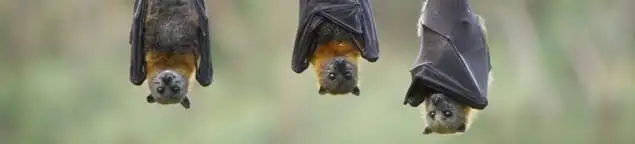 Bats roosting together, a common sign of a bat infestation in Dayton, OH