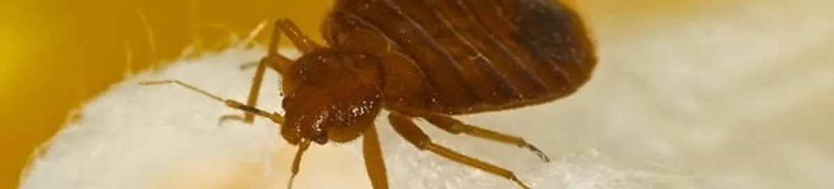 Close-up of a bed bug, a sign of an active infestation in Dayton, OH