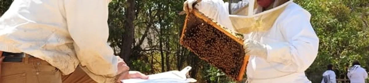 Bee removal specialists relocating a hive and honeycomb safely in Dayton, OH
