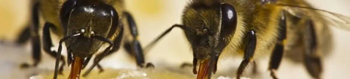 Close-up of honey bees, a sign of a nearby hive in Dayton, OH