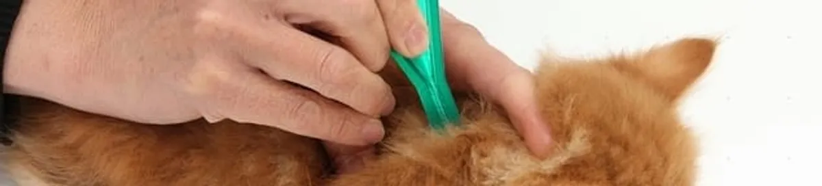 Flea treatment for pets using a flea comb, a sign of flea problems in Dayton, OH