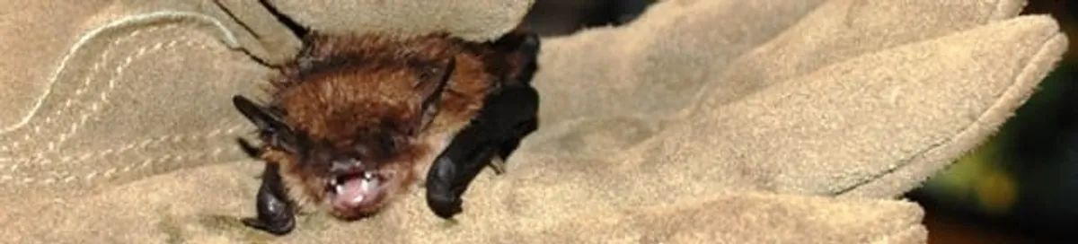 Bat removal specialist holding a bat safely during humane exclusion in Dayton, OH