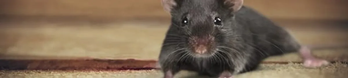Mouse indoors, a common sign of a rodent infestation in Dayton, OH