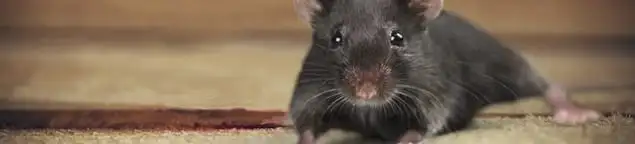 Mouse indoors, a common sign of a rodent infestation in Dayton, OH