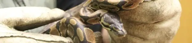 Snake removal specialist safely handling a snake with protective gloves in Dayton, OH