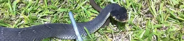 Snake in a yard, a common sign of a snake problem near a home in Dayton, OH