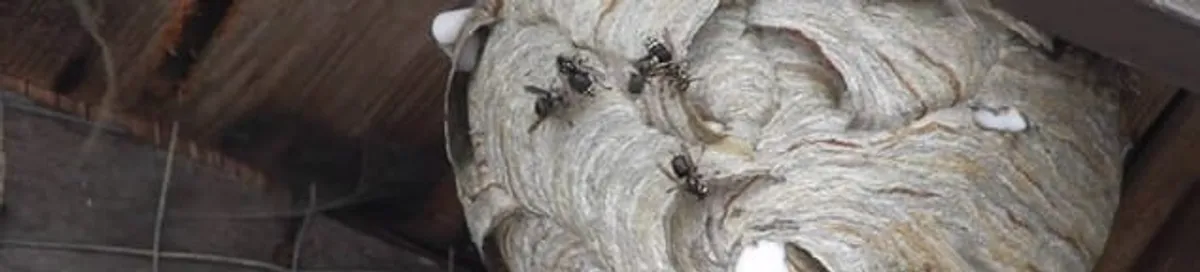 Close-up of a wasp nest with active wasps, a sign of an infestation in Dayton, OH
