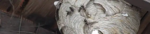 Close-up of a wasp nest with active wasps, a sign of an infestation in Dayton, OH